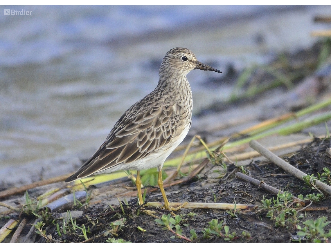 Calidris melanotos