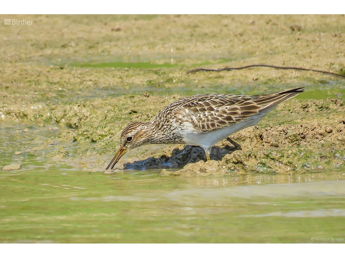 Calidris melanotos