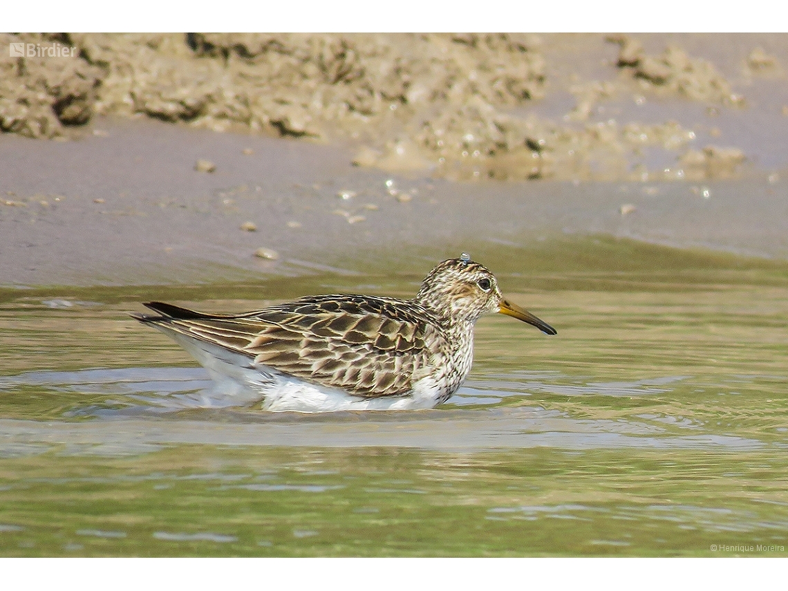 Calidris melanotos