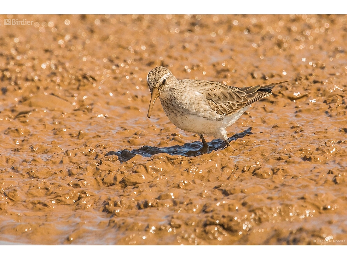 Calidris melanotos