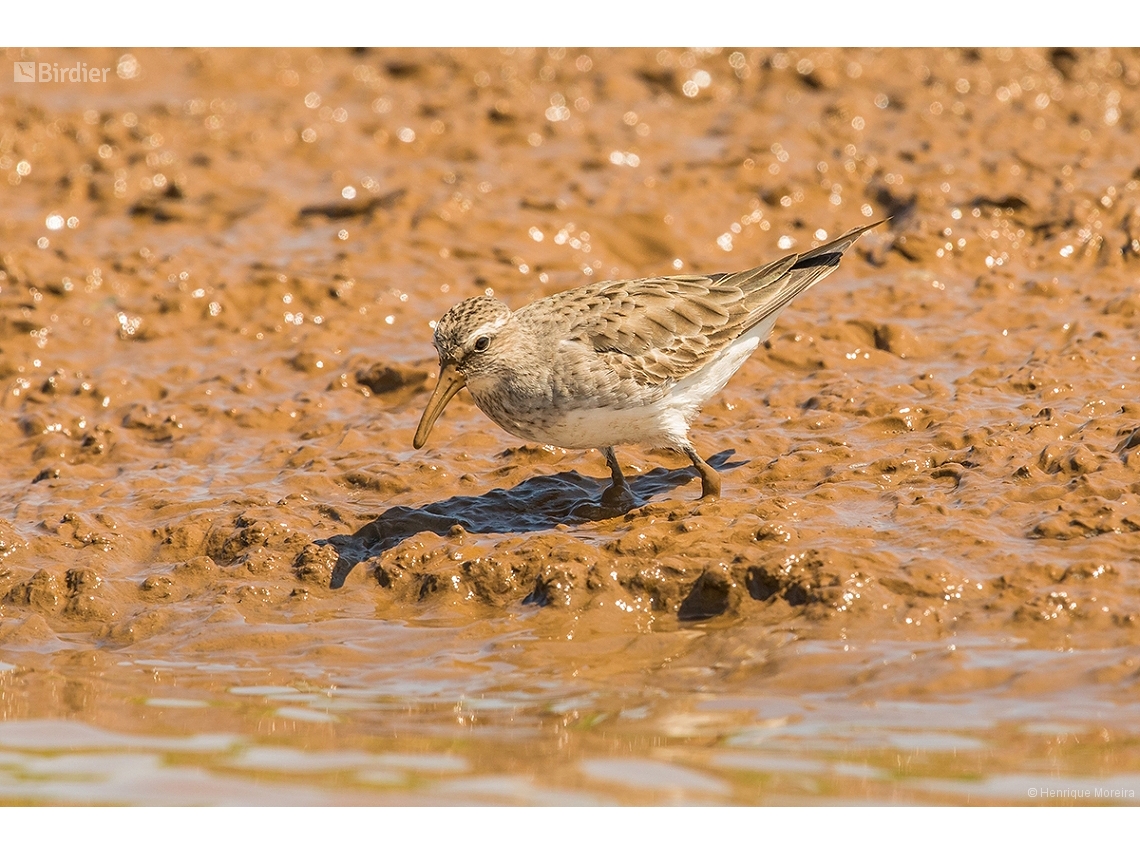 Calidris melanotos