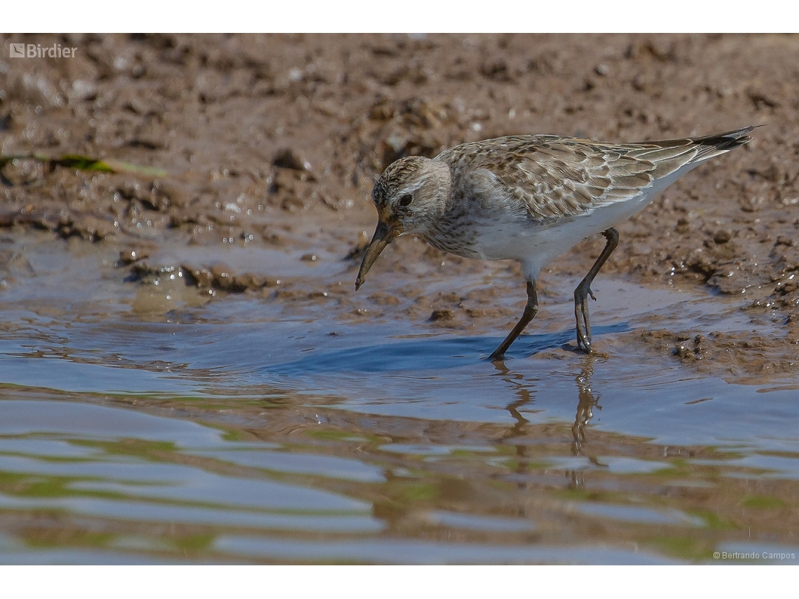 Calidris melanotos