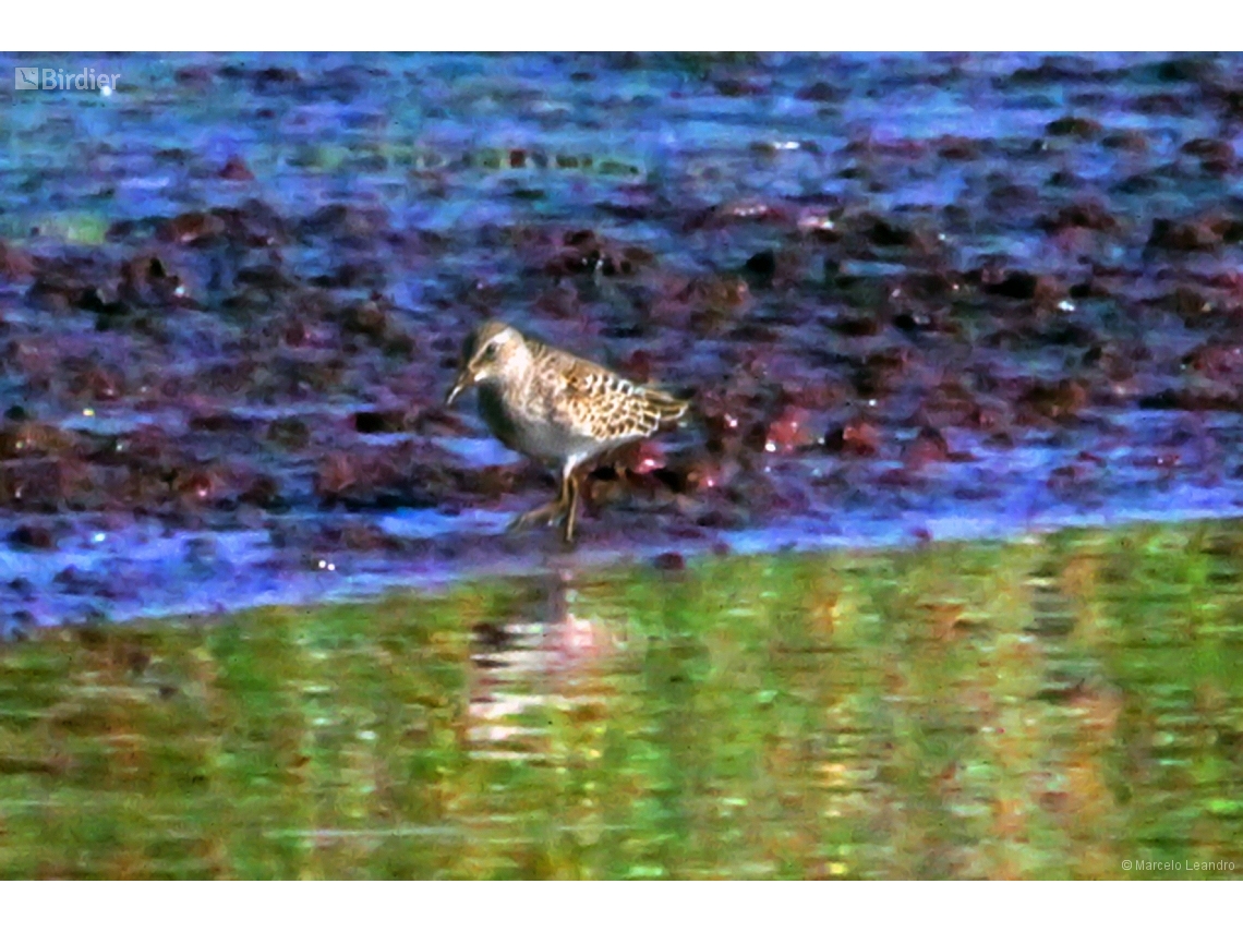 Calidris melanotos