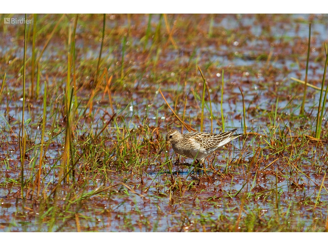 Calidris melanotos