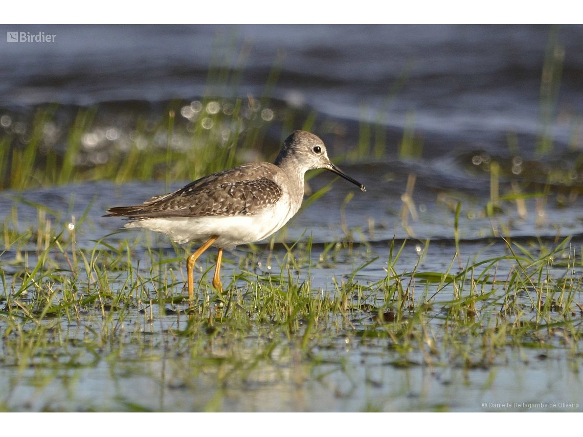 Calidris melanotos