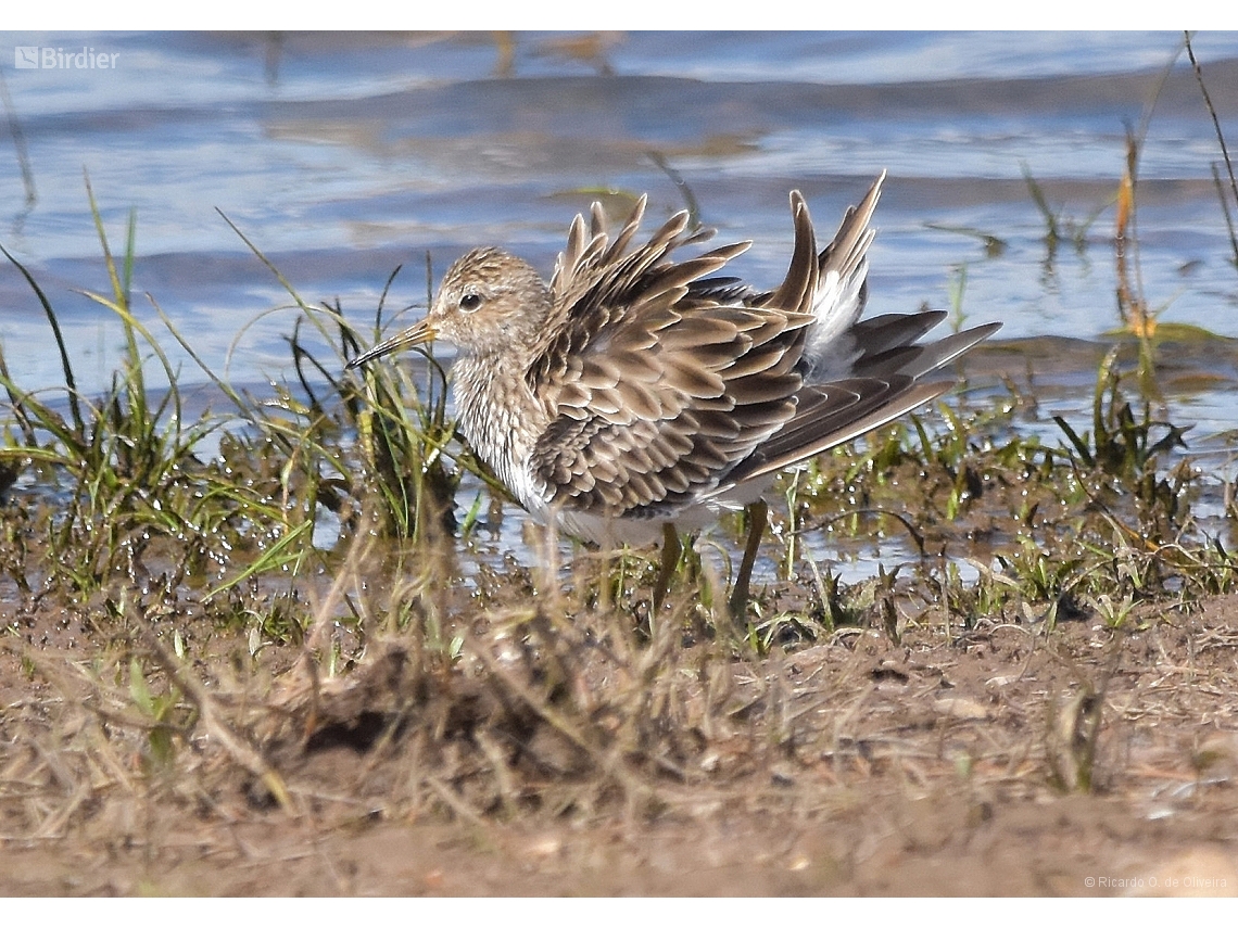 Calidris melanotos