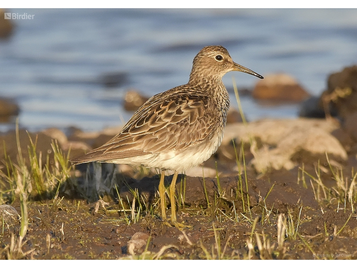 Calidris melanotos