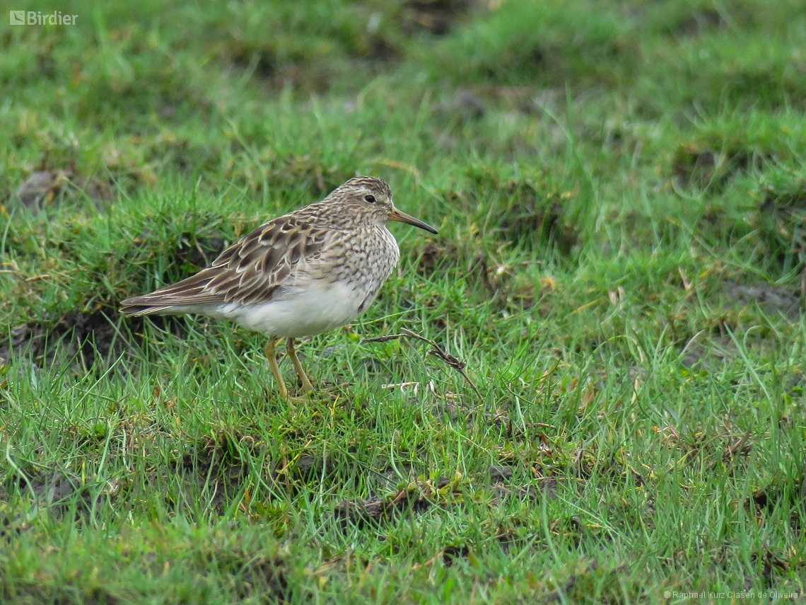 Calidris melanotos