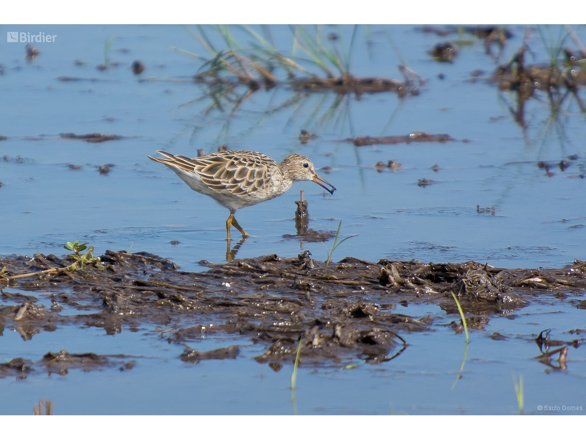 Calidris melanotos