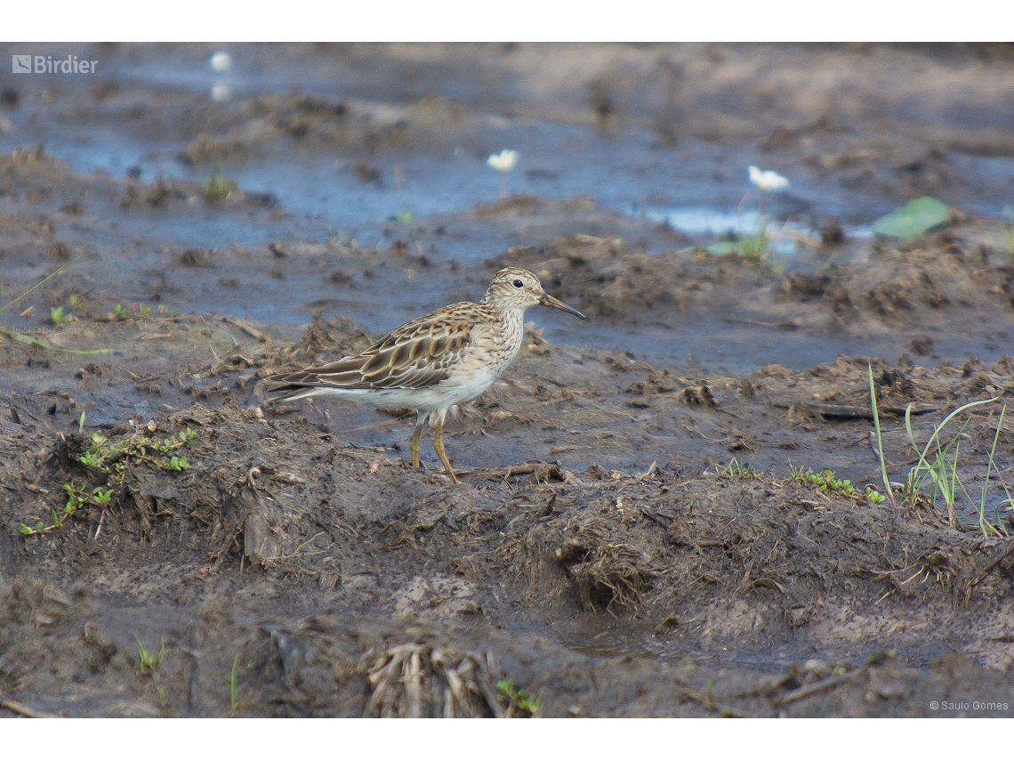 Calidris melanotos