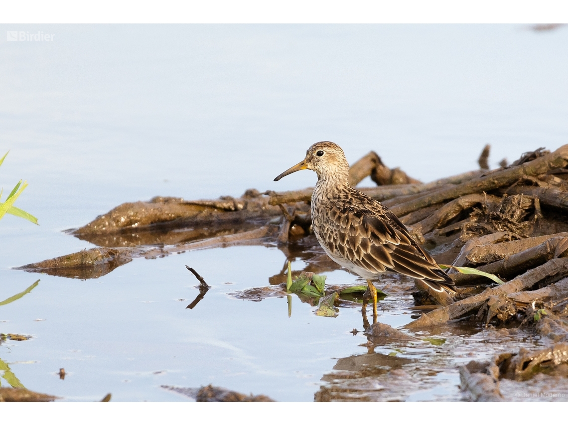 Calidris melanotos
