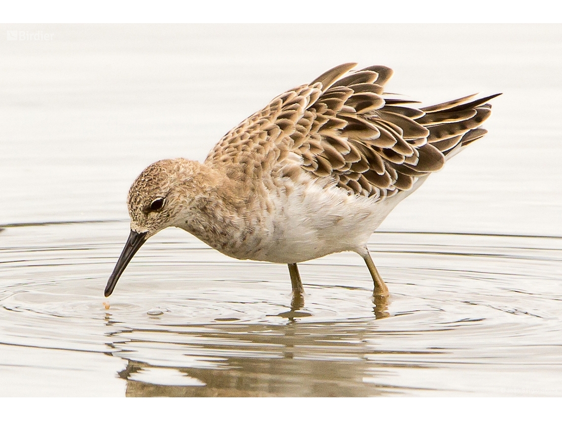 Calidris pugnax