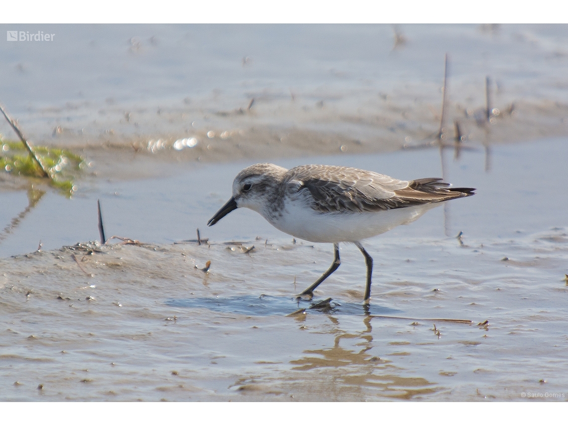 Calidris pusilla