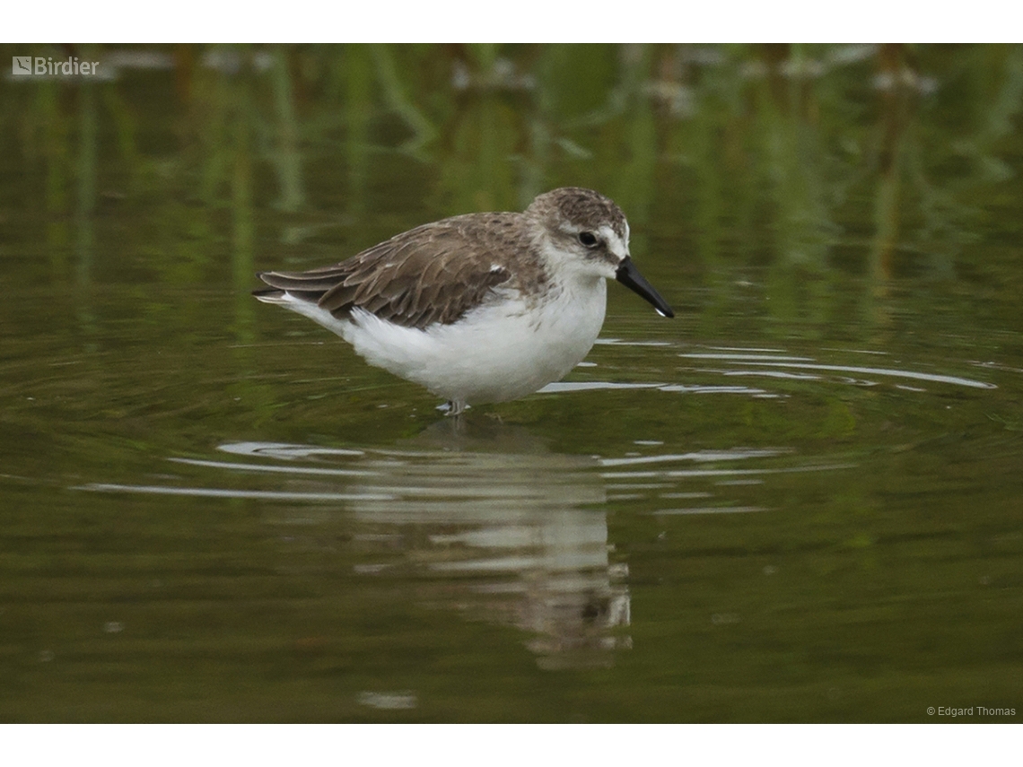 Calidris pusilla