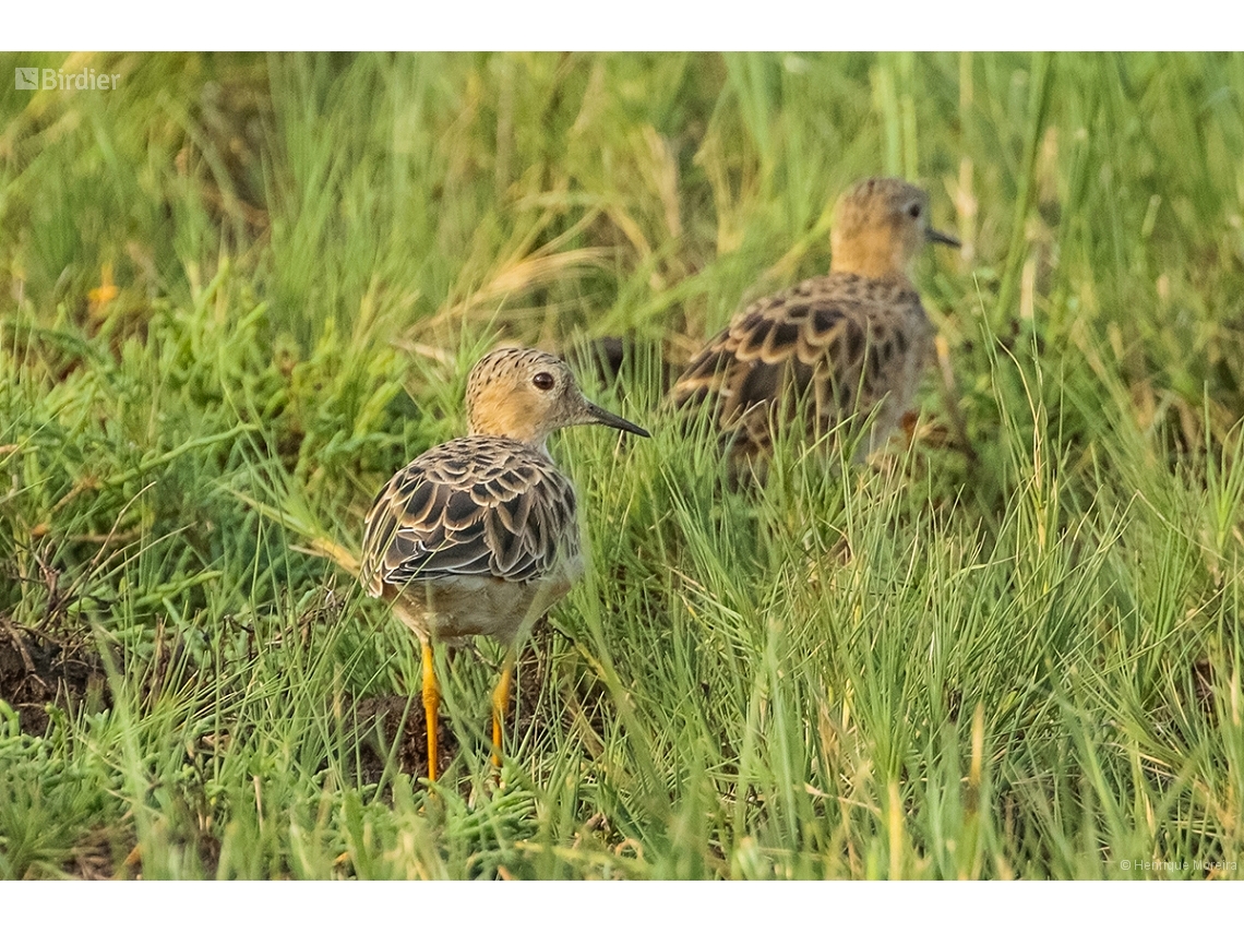 Calidris subruficollis