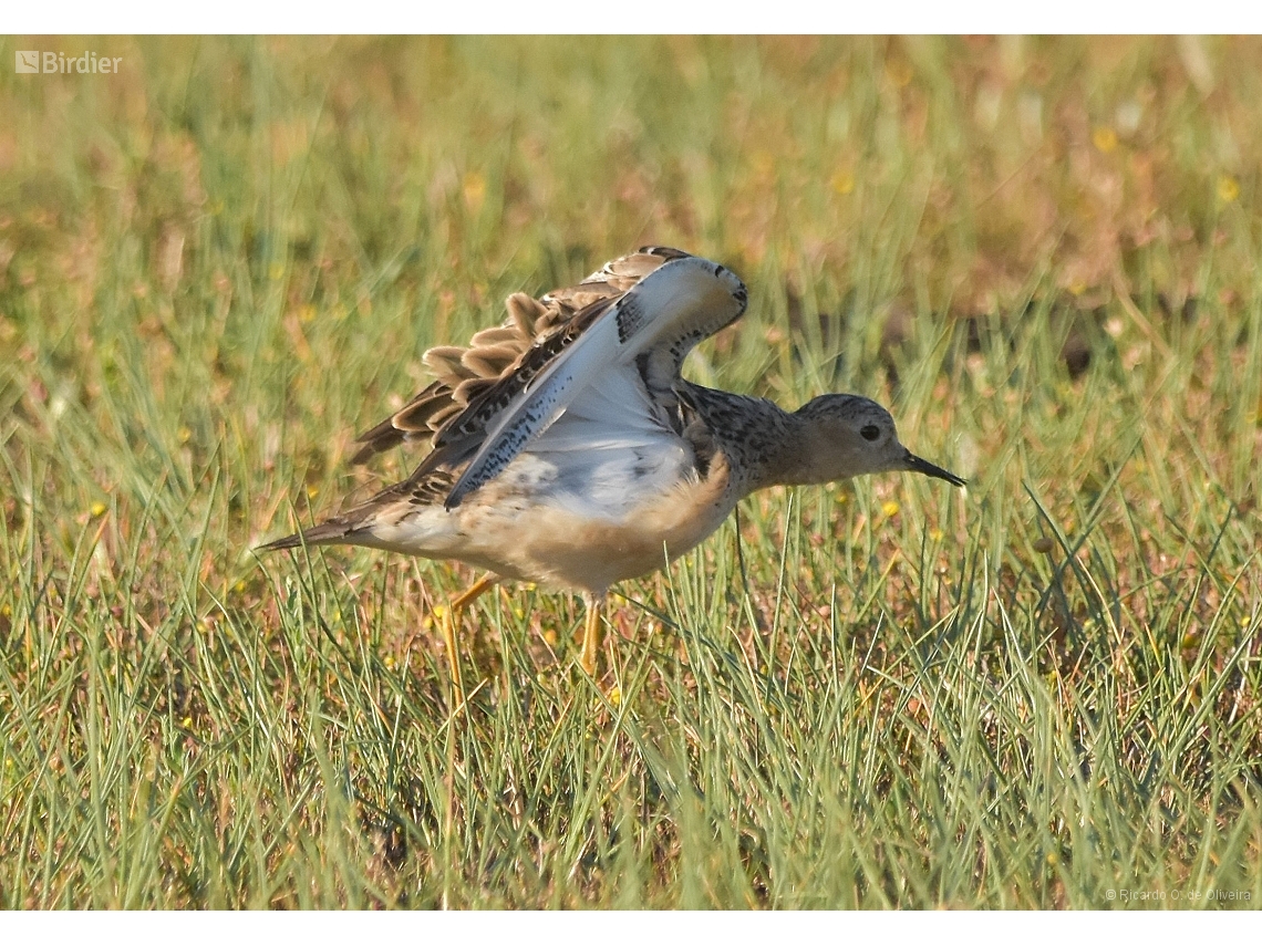 Calidris subruficollis