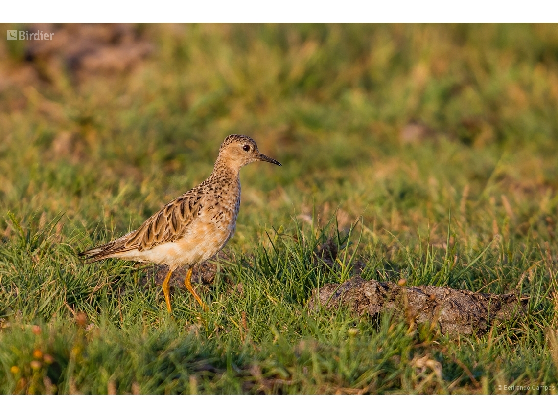 Calidris subruficollis