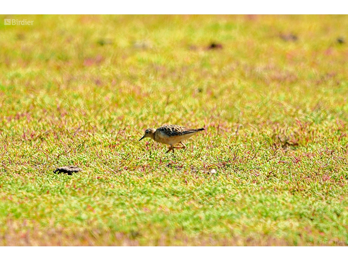 Calidris subruficollis