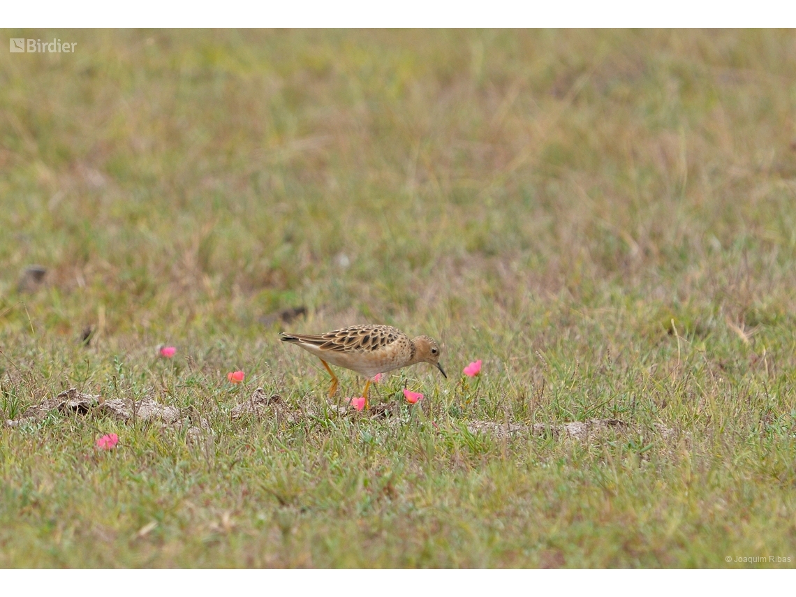 Calidris subruficollis