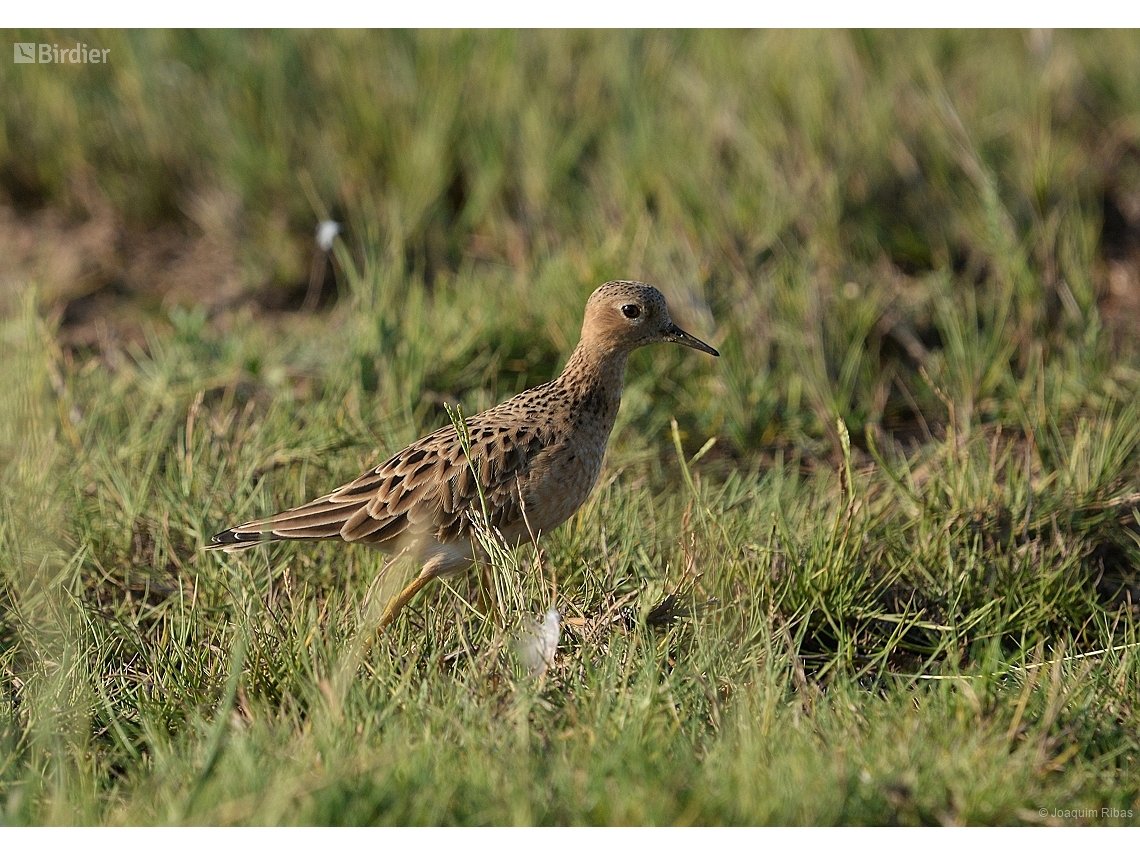 Calidris subruficollis