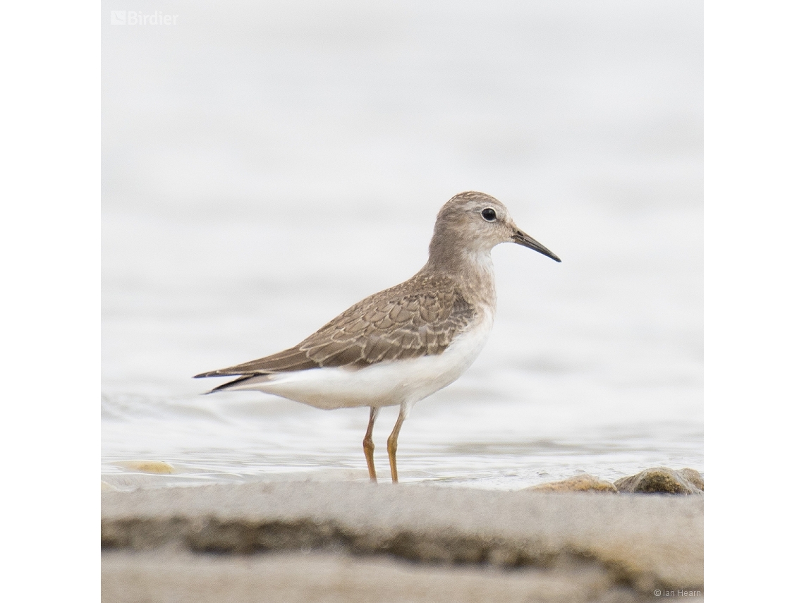 Calidris temminckii