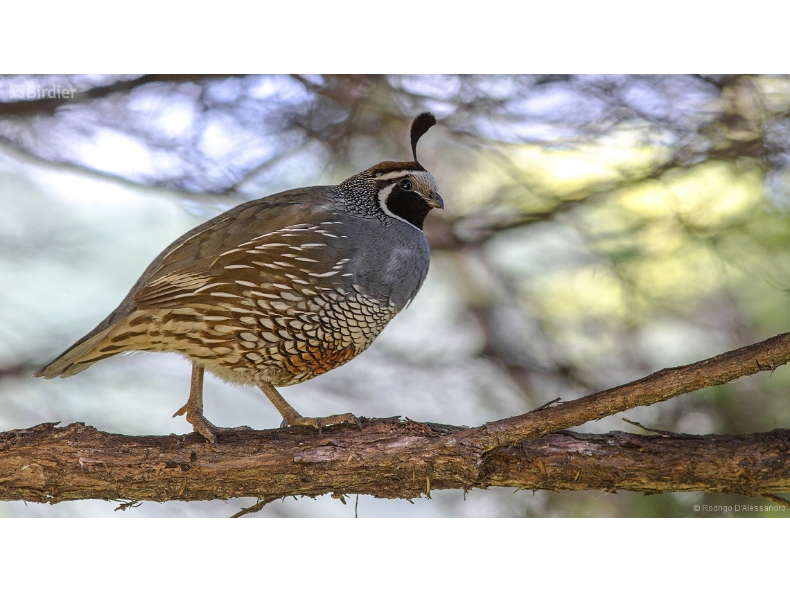 Callipepla californica