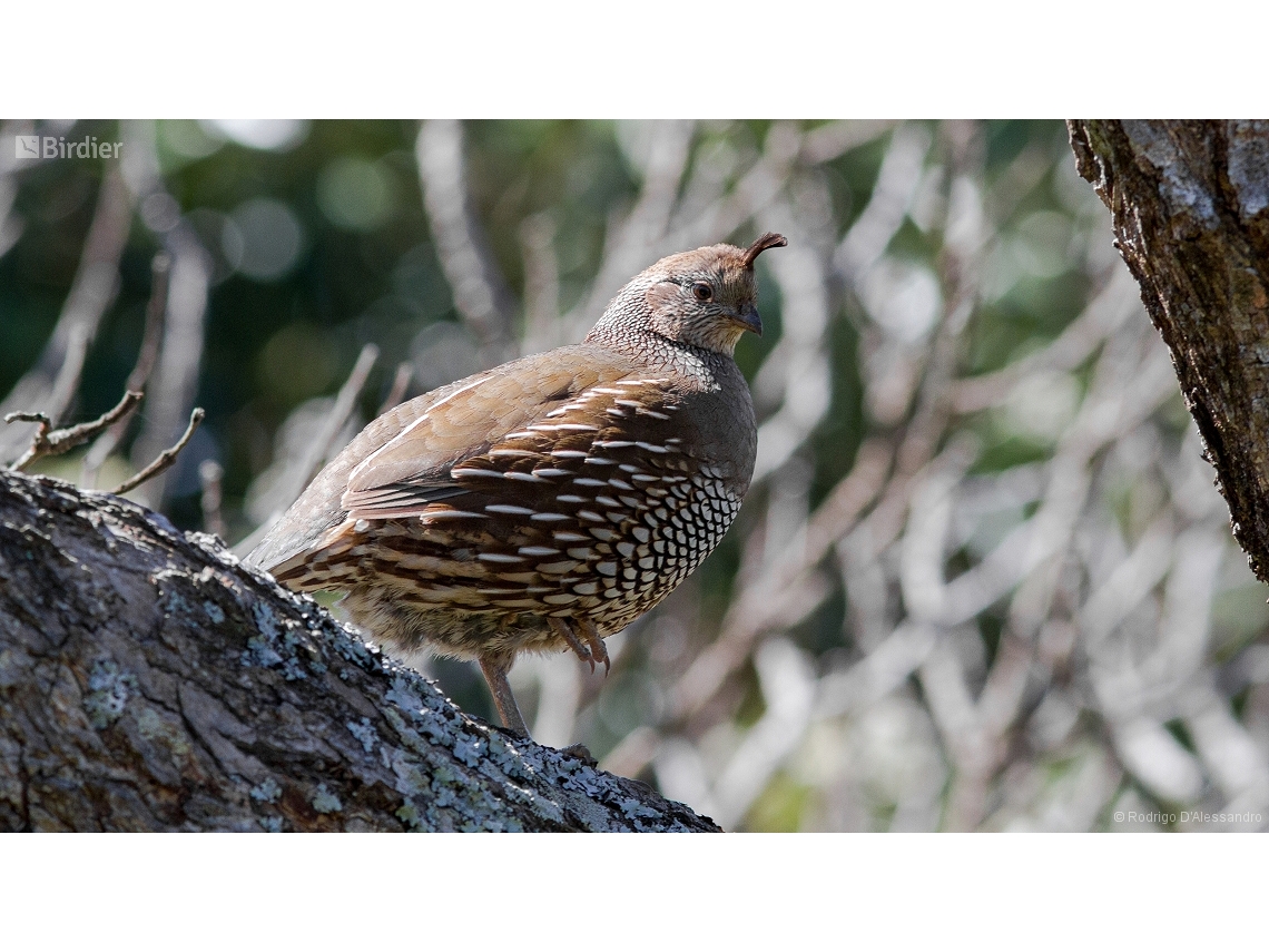 Callipepla californica