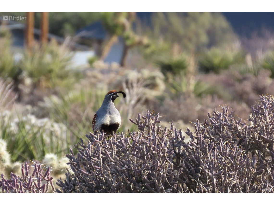 Callipepla gambelii