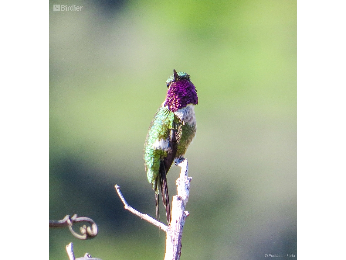 Calliphlox amethystina