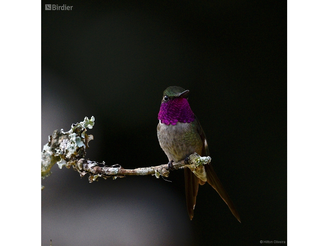 Calliphlox amethystina