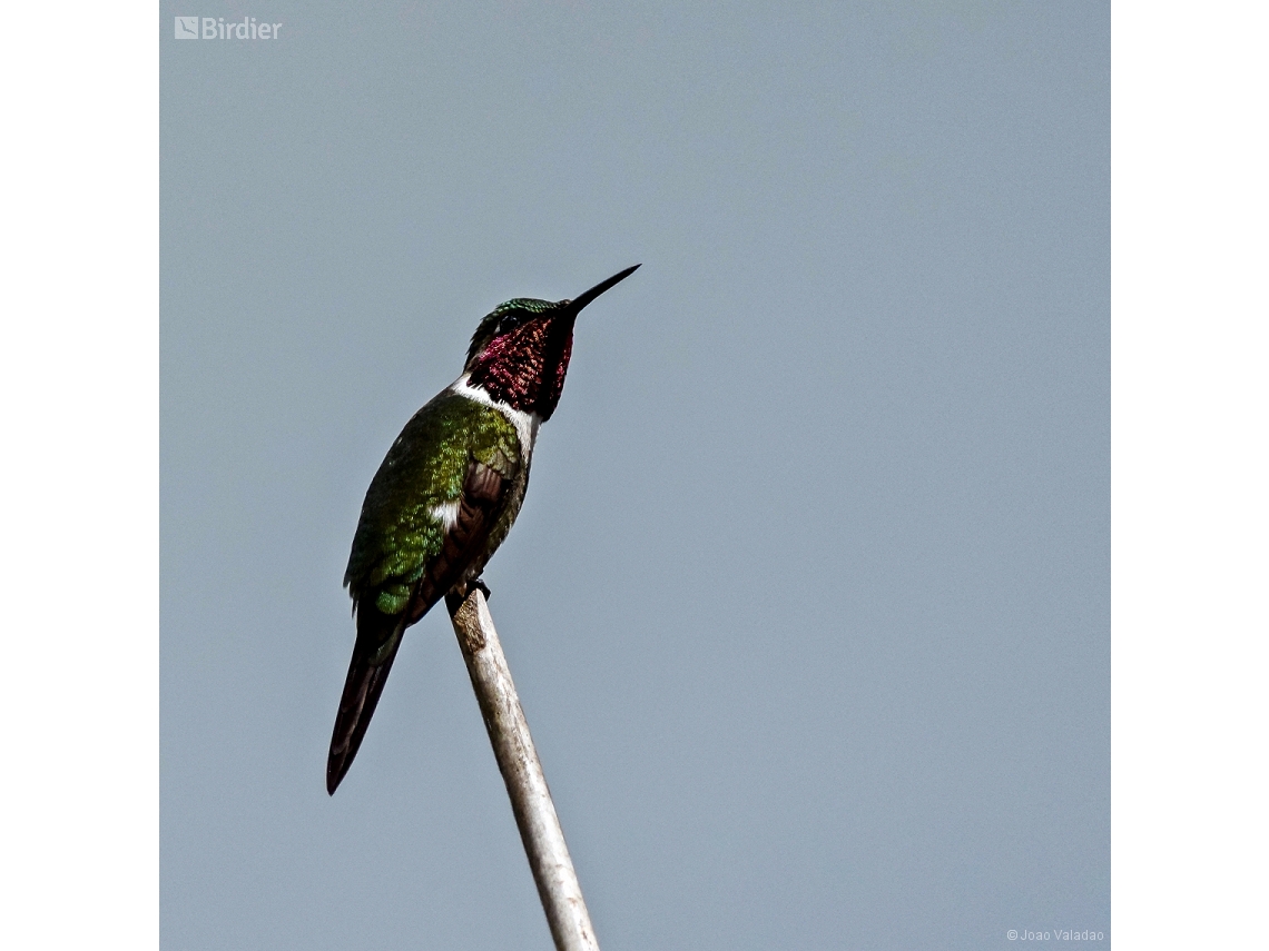 Calliphlox amethystina