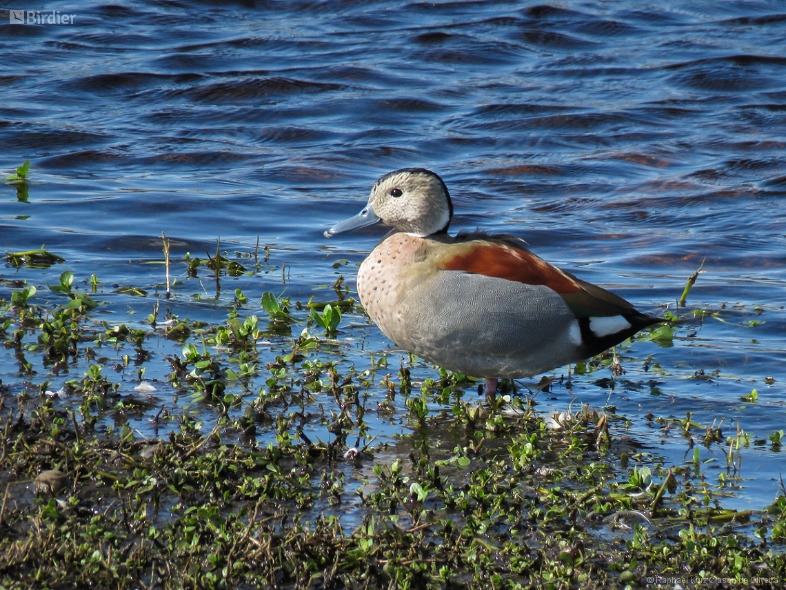 Callonetta leucophrys