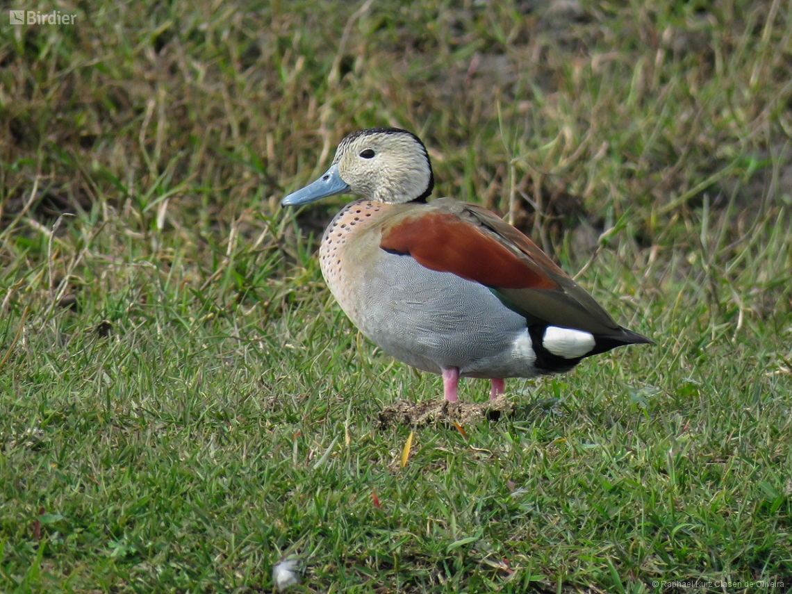 Callonetta leucophrys