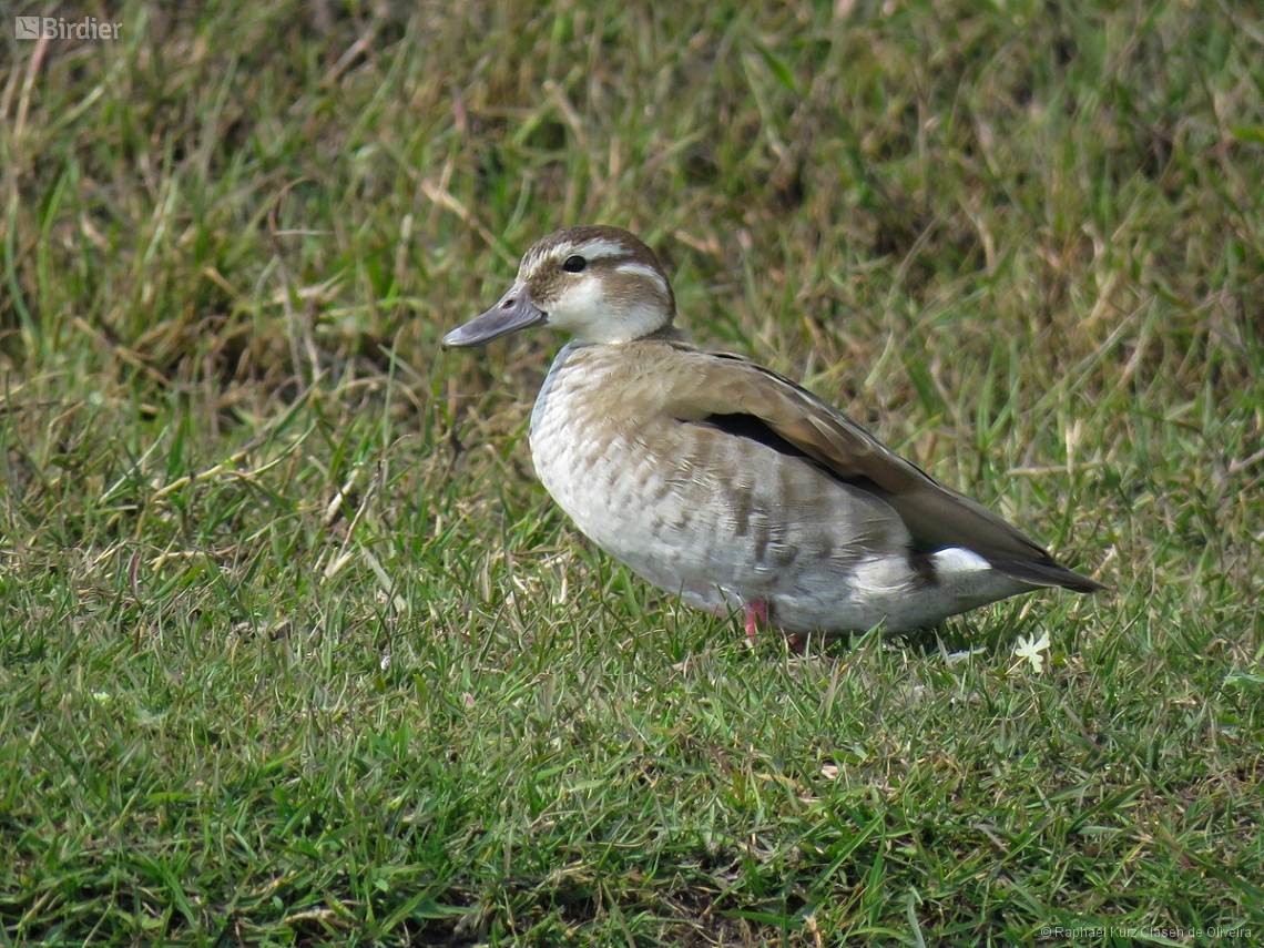Callonetta leucophrys