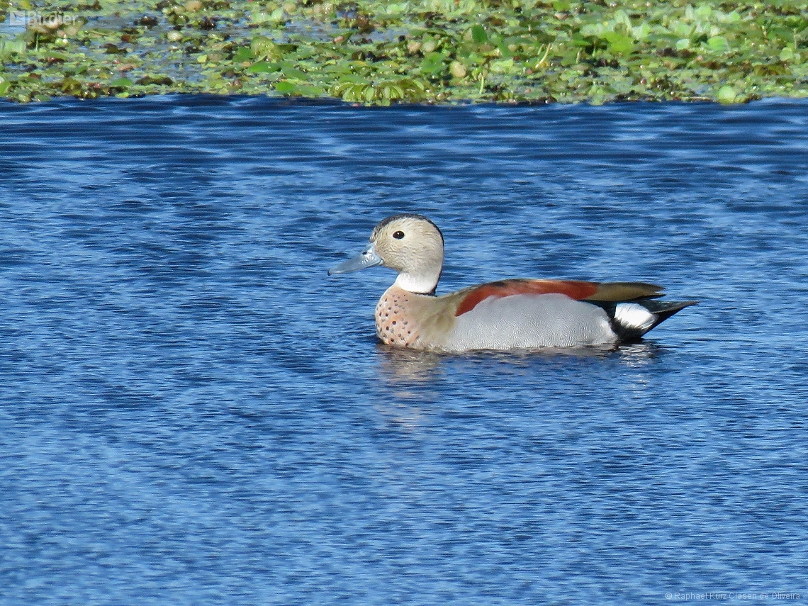Callonetta leucophrys