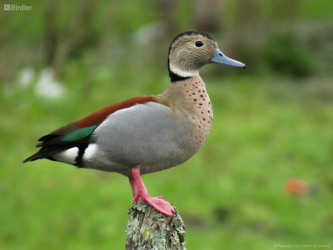Callonetta leucophrys