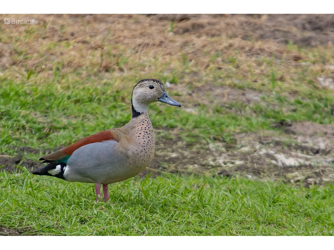 Callonetta leucophrys
