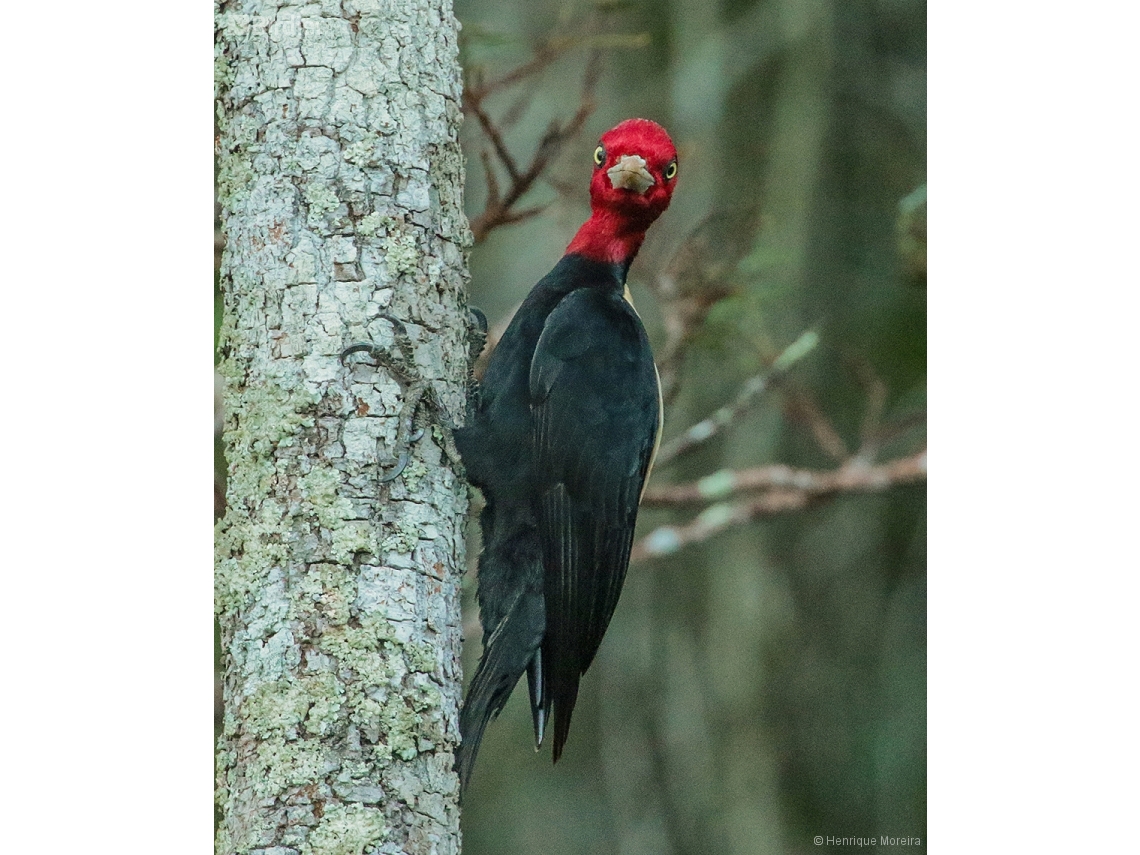 Campephilus leucopogon