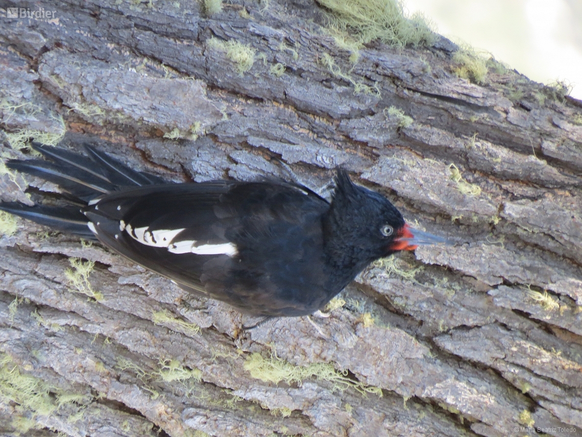 Campephilus magellanicus
