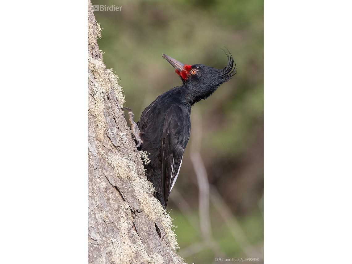 Campephilus magellanicus