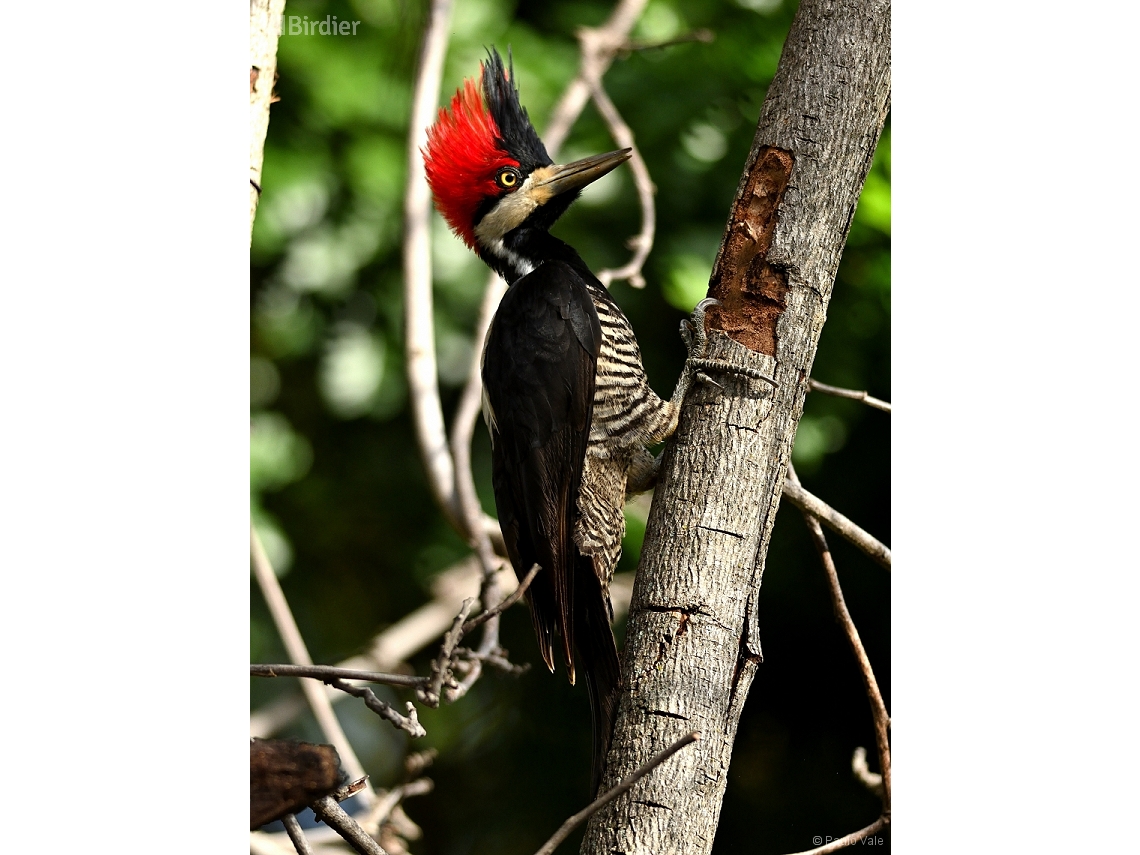 Campephilus melanoleucos