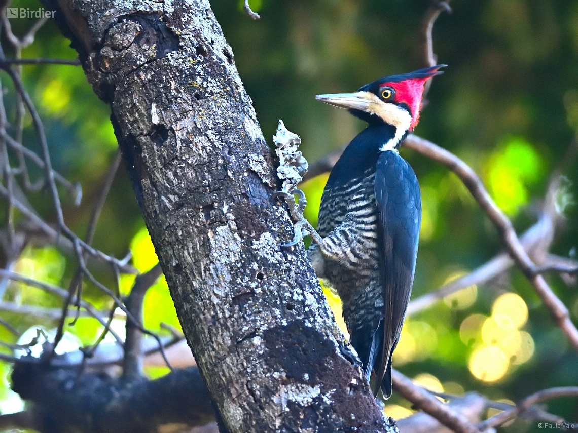 Campephilus melanoleucos