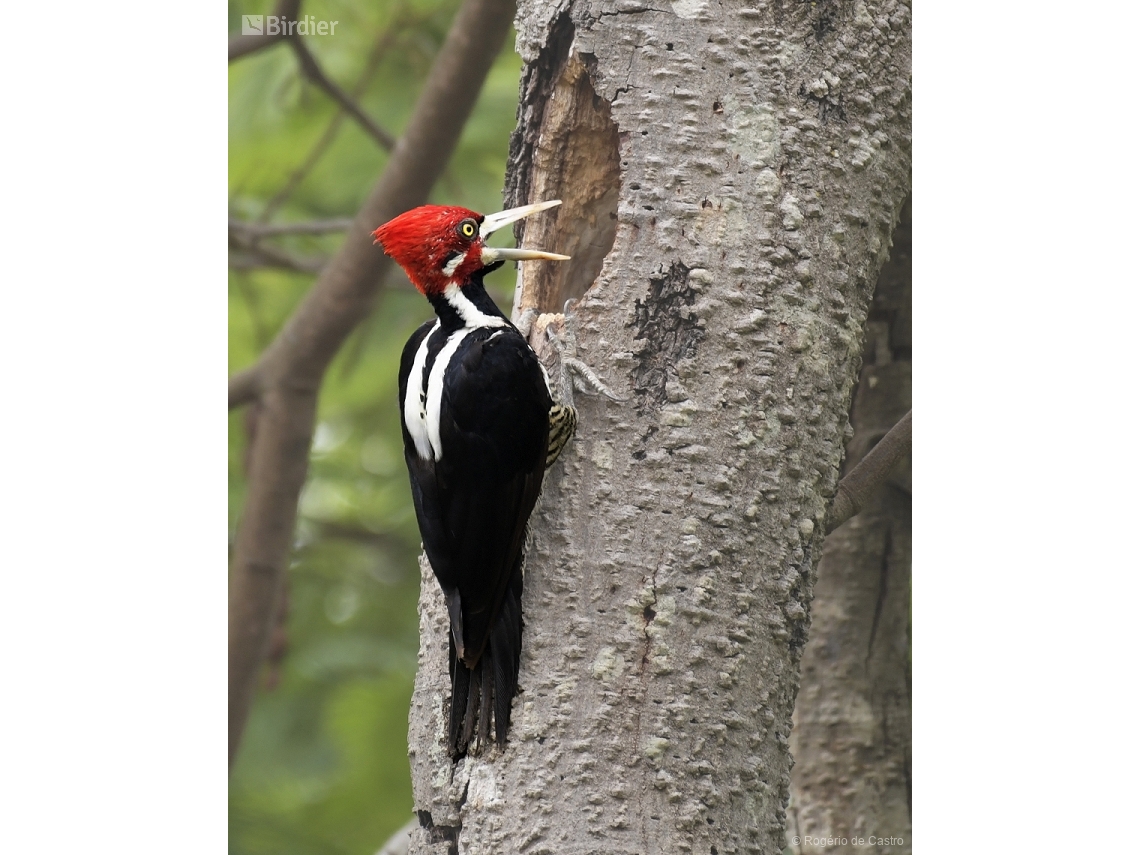 Campephilus melanoleucos