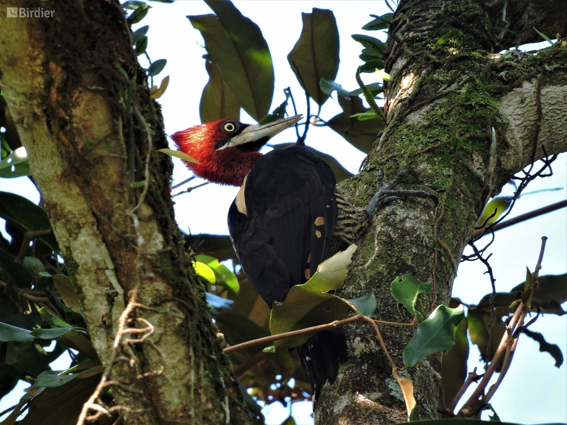 Campephilus robustus