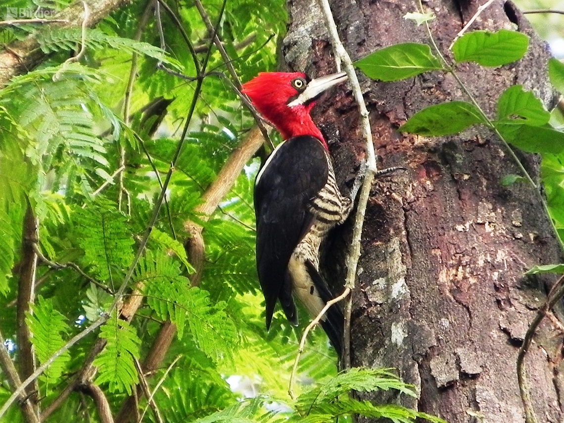 Campephilus robustus