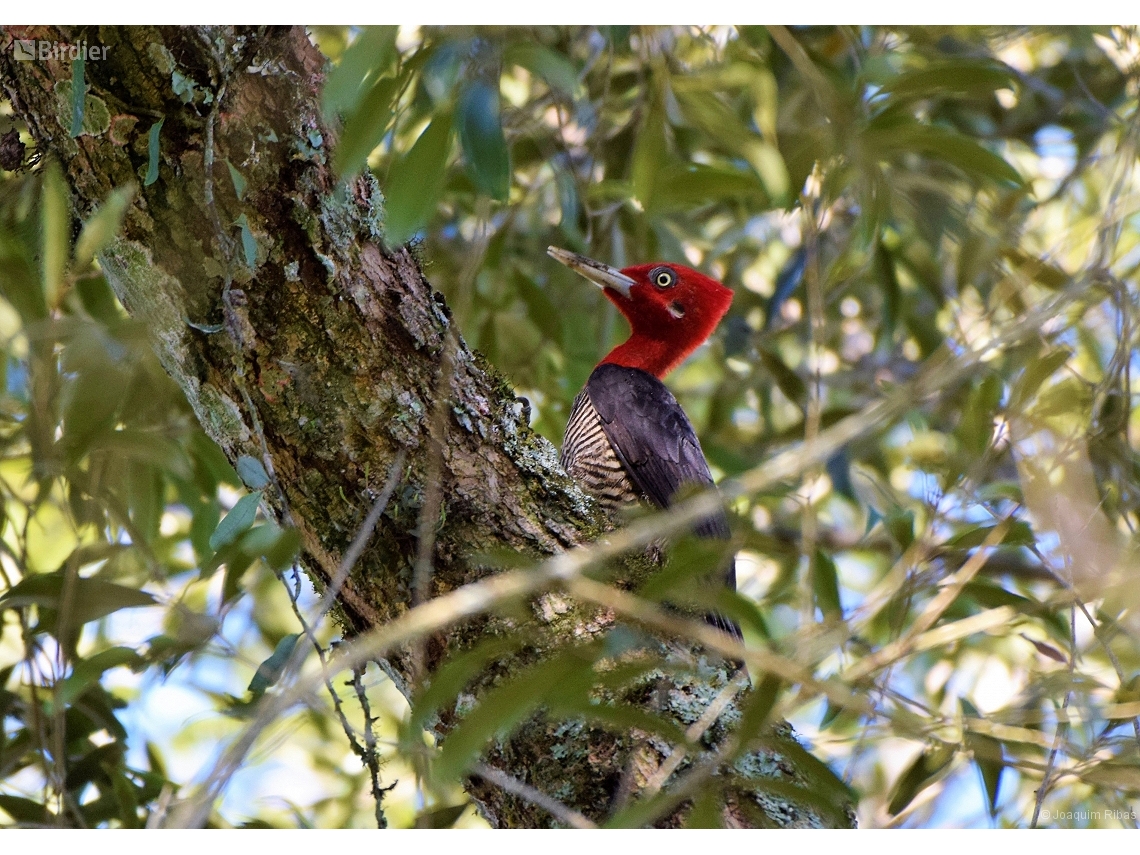 Campephilus robustus