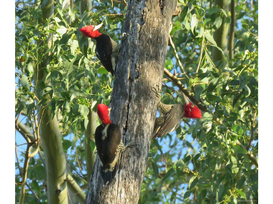 Campephilus robustus