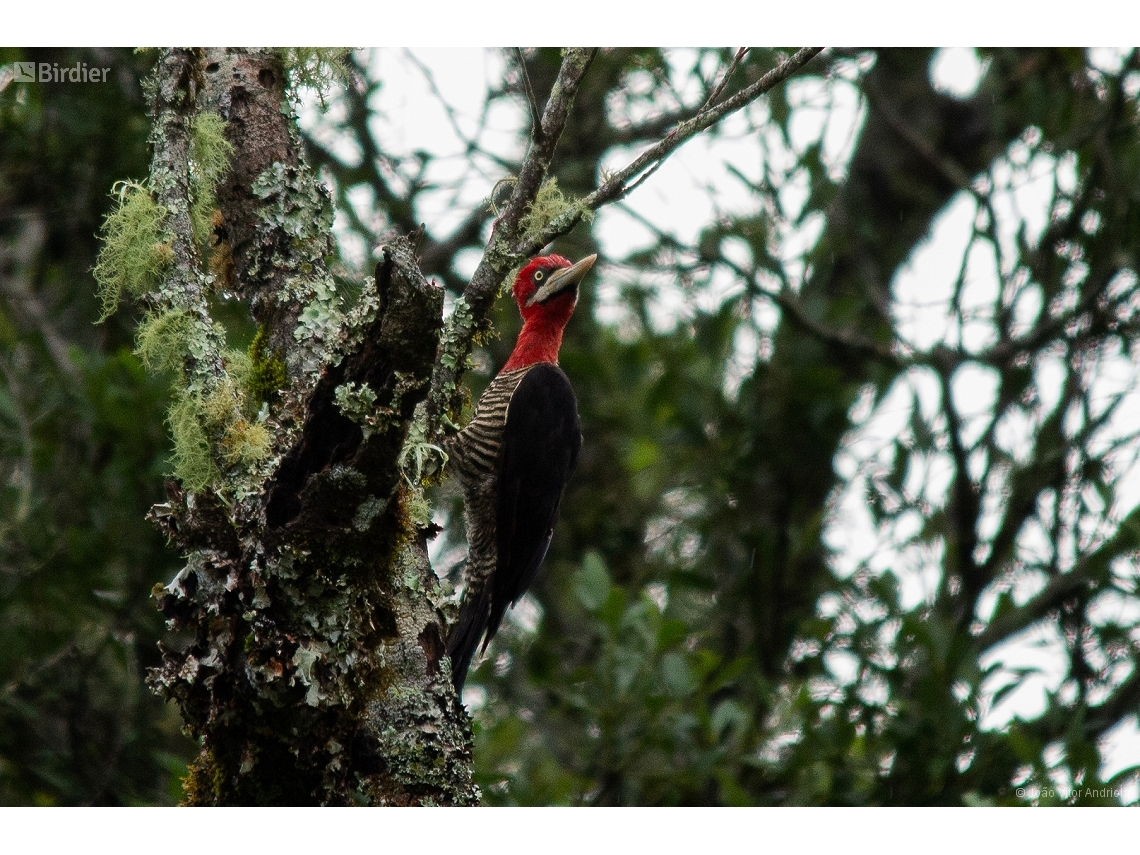 Campephilus robustus