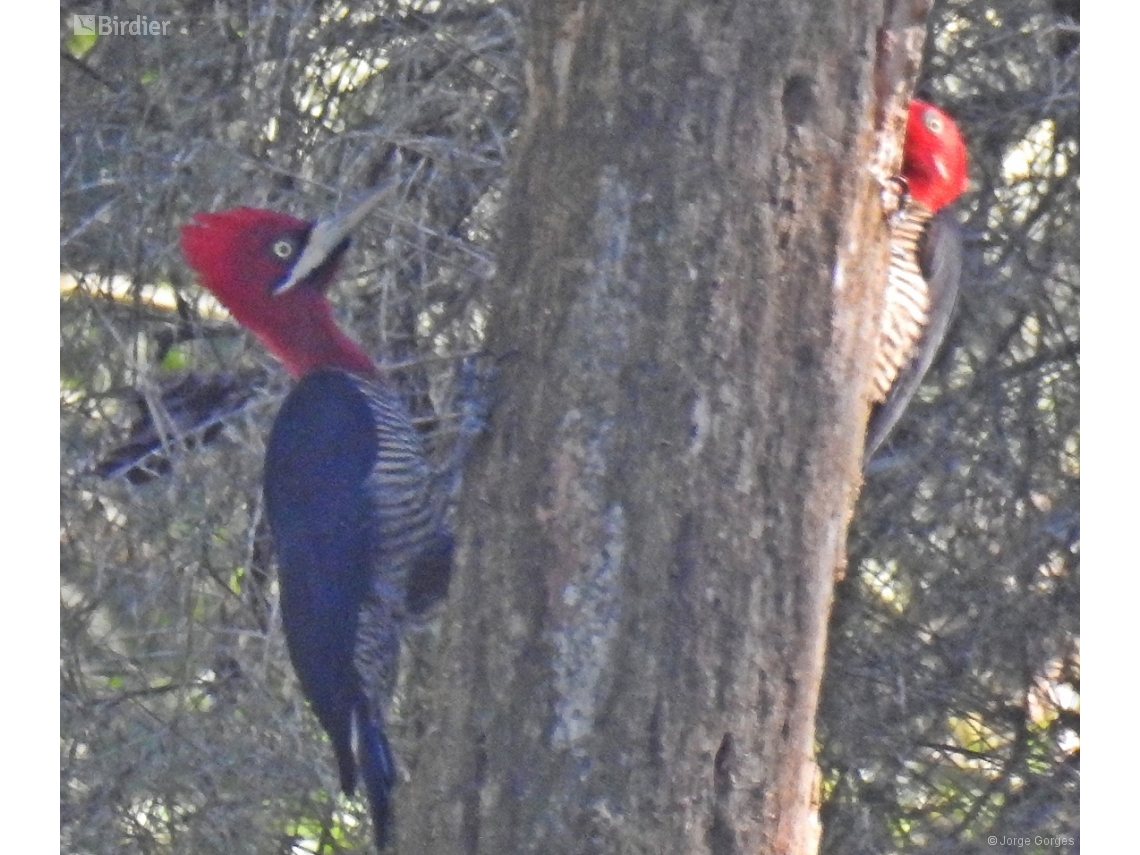 Campephilus robustus