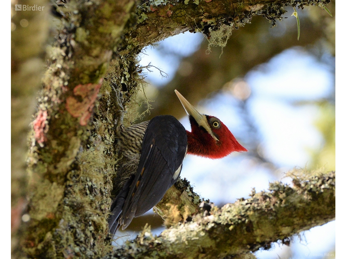 Campephilus robustus